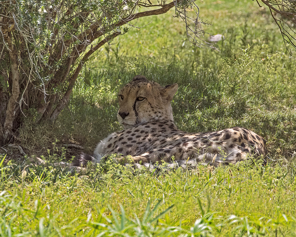 Cheetah At The Phoenix Zoo - ID: 15932797 © William S. Briggs