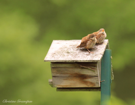 Baby House Wrens