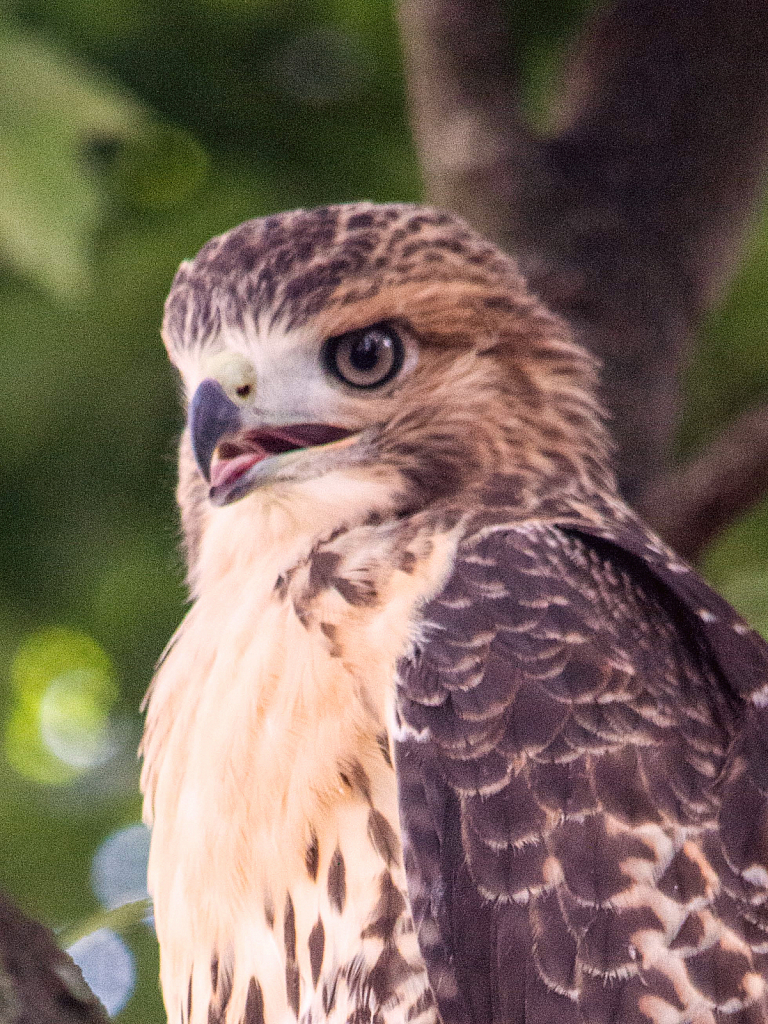 Young Hawk
