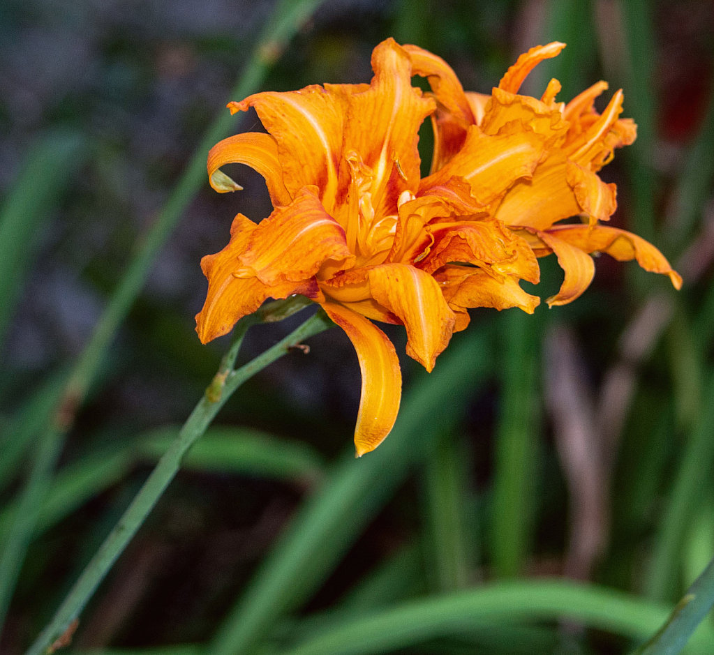 Day Lily