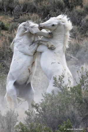 Dance of the Stallions