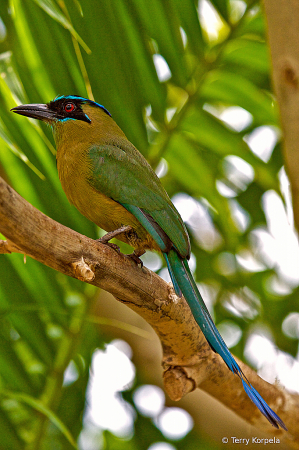 Whooping Motmot