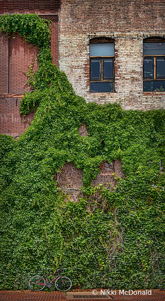 Ivy and Bricks