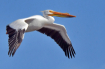 The Cruising Peli...