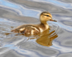 The Little Duck