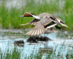 The Pintail Drake