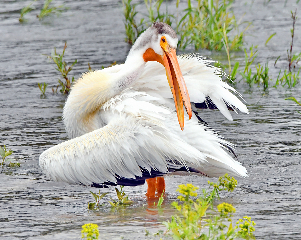 Preening