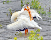 Preening