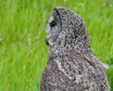 The Great Gray