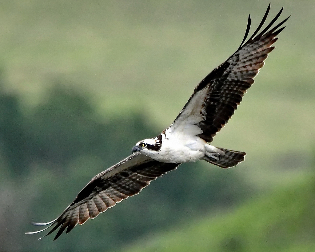 The Osprey Wingspan