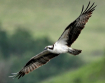 The Osprey Wingsp...