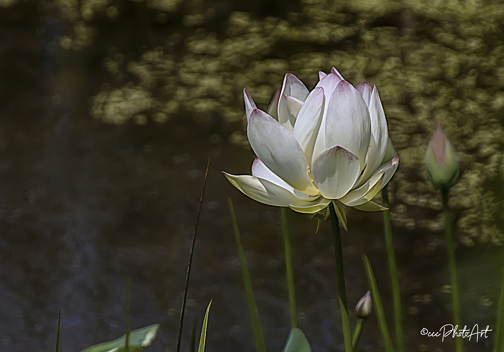 Berrytip Waterlily