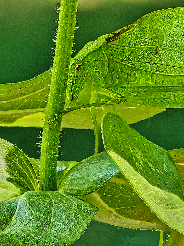 Pretending to be a Leaf - ID: 15933550 © Janet Criswell