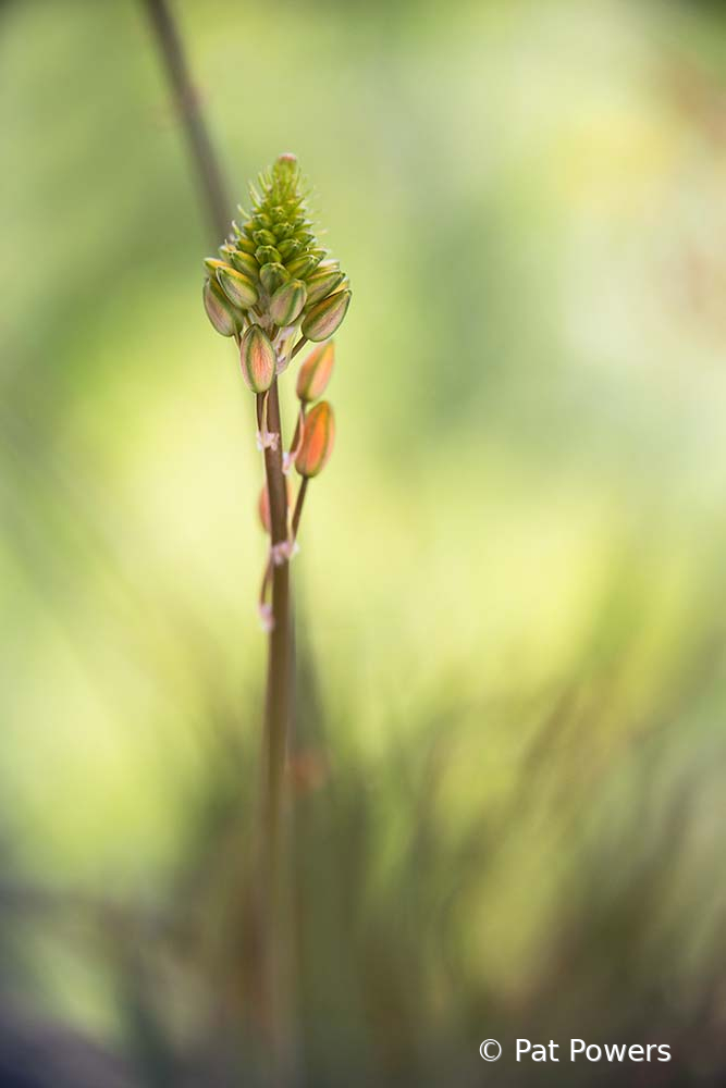 Lone Bulbine Fructescens - ID: 15933637 © Pat Powers