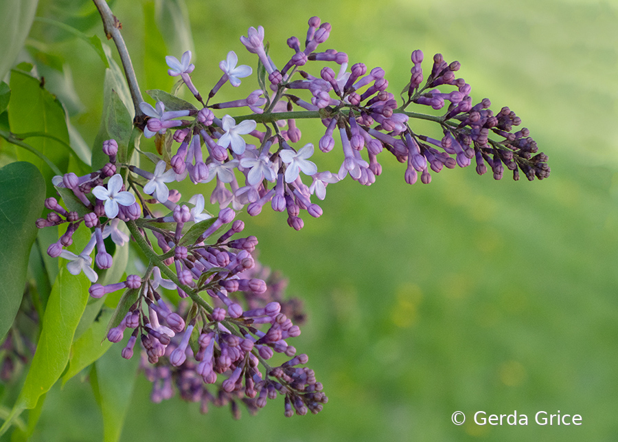 Lilacs Just Beginning to Bloom