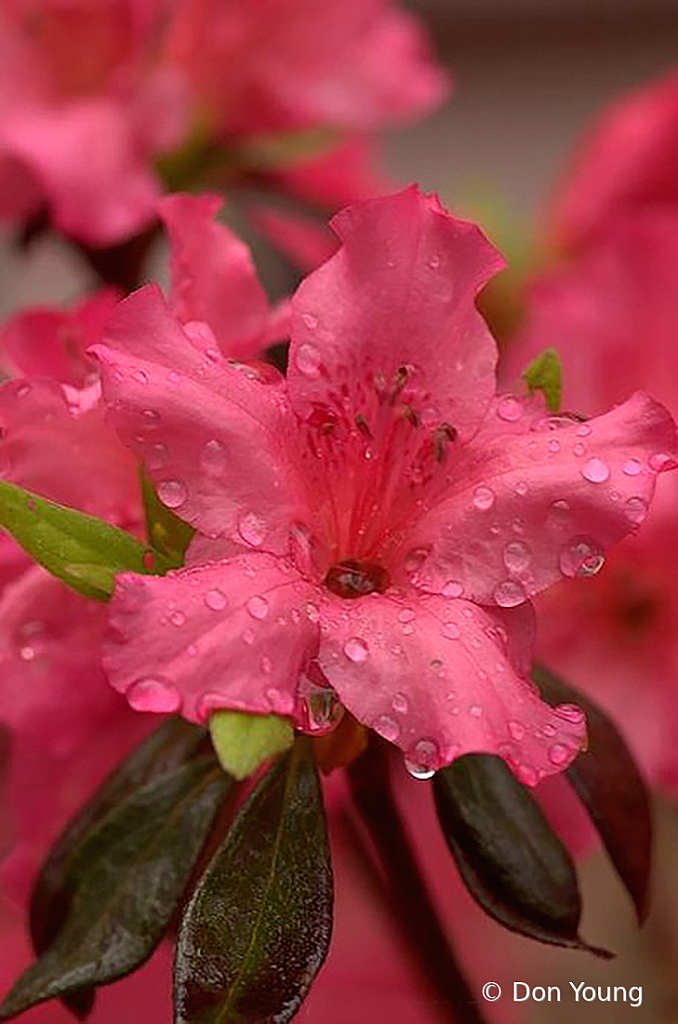 Azalea After A Shower - ID: 15933783 © Don Young