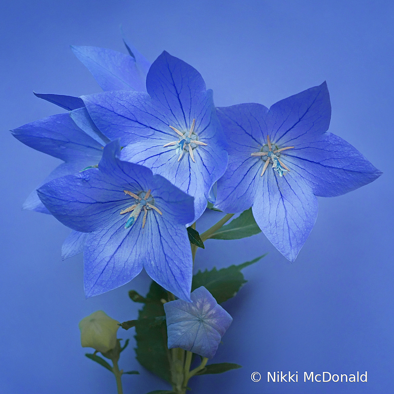 Balloon Flowers on Blue