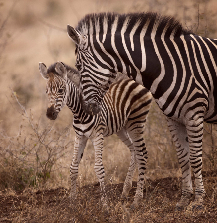 A Mothers Love - Kruger