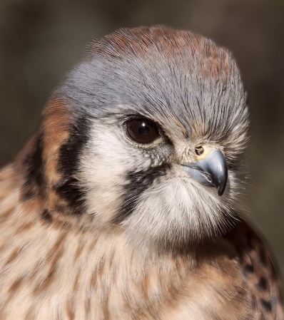  American Kestrel Hawk Portrait 