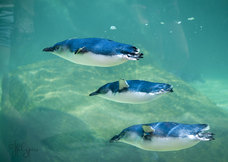 Three Little Blue Penquins