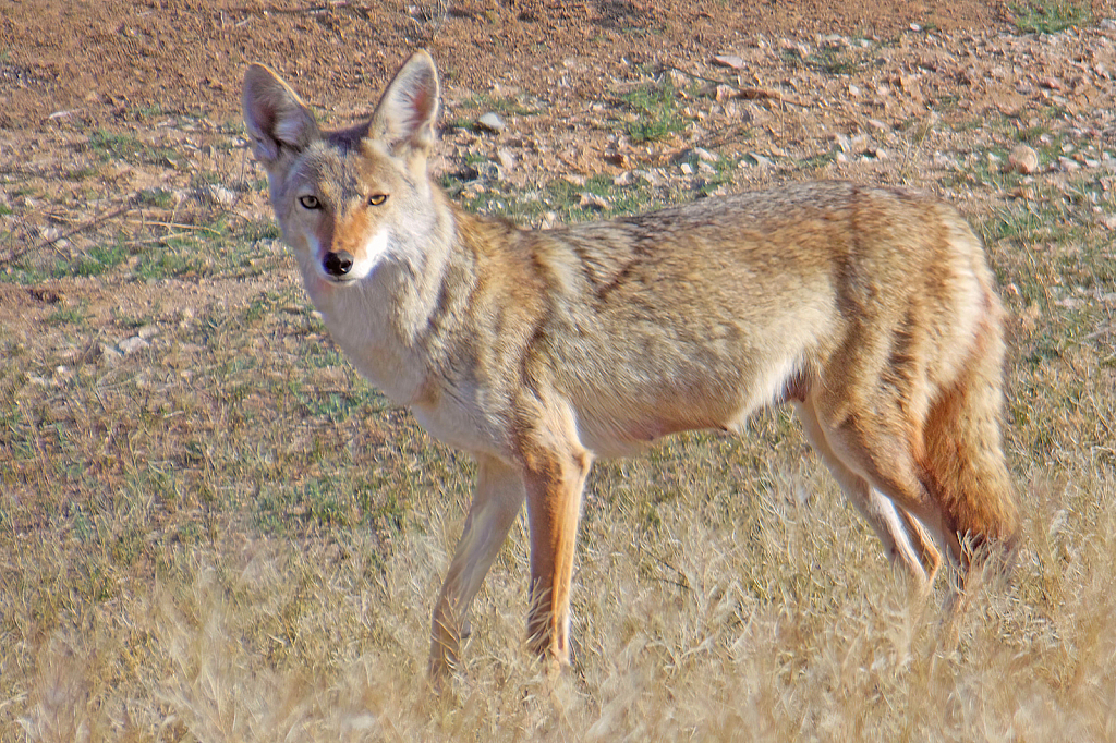 A Close Encounter - ID: 15933877 © William S. Briggs