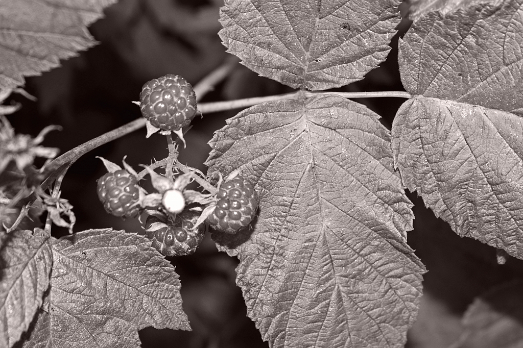 Rubus in Black and White