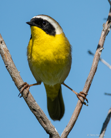 Common Yellowthroat