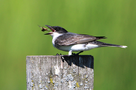 Eastern Kingbird With Dinner