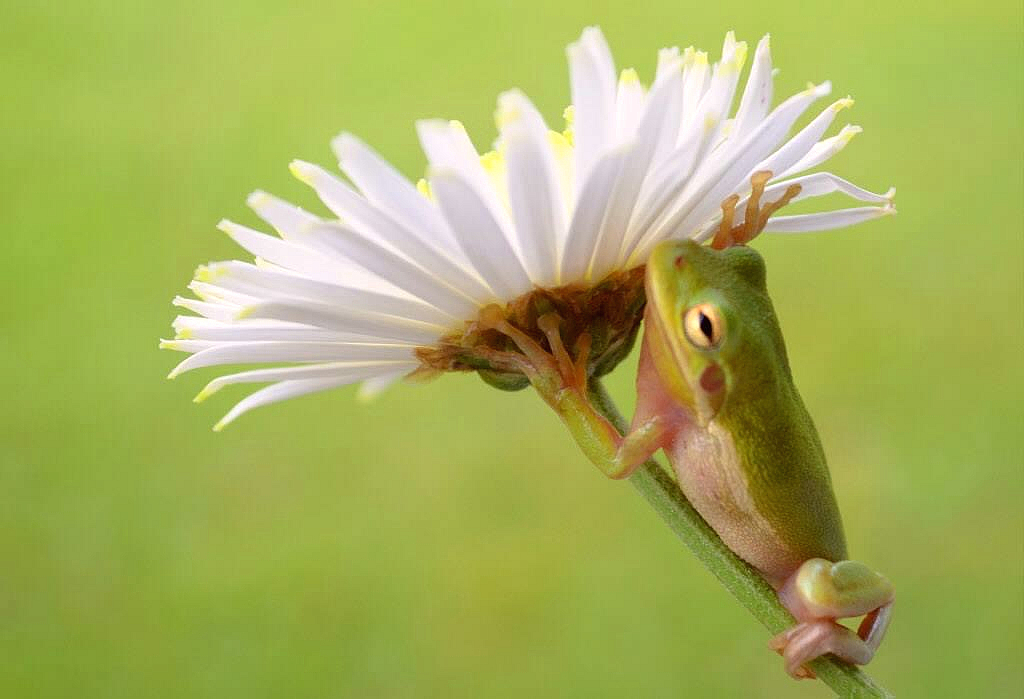 White Flowers is Frog is G.G. Leger