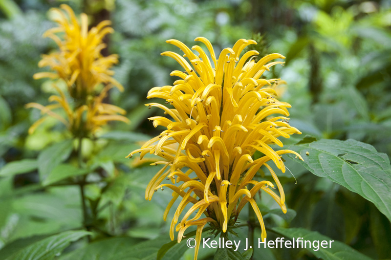 Yellow Plume Flower Twins - ID: 15934024 © Kelley J. Heffelfinger