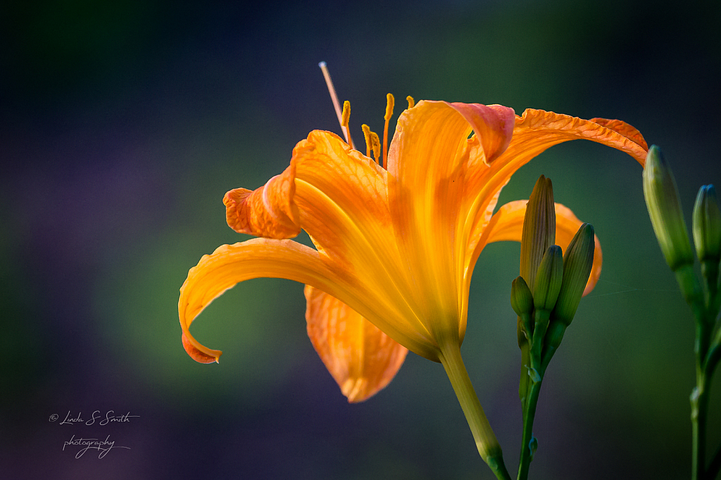 a lily in the field