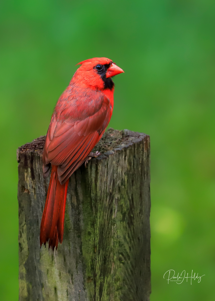 Beautiful Cardinal - ID: 15934048 © Paula Hildy