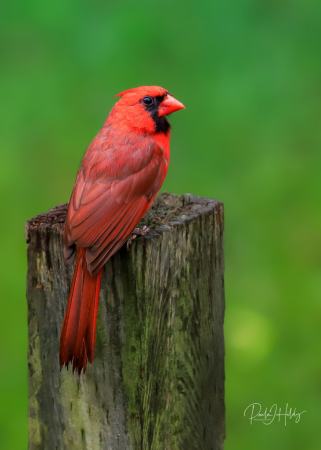 Beautiful Cardinal