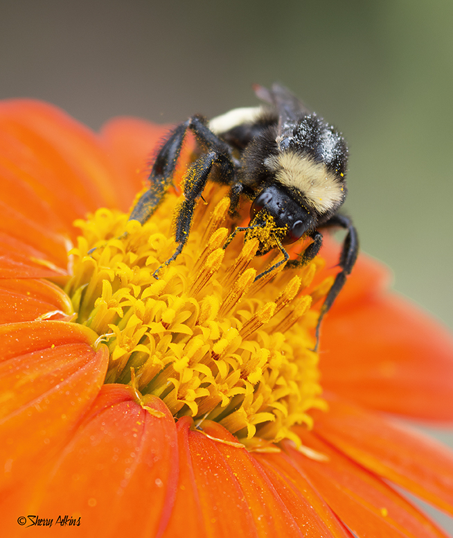 Bee - ID: 15934053 © Sherry Karr Adkins