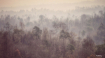 Sweet forests 