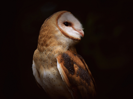 Barn Owl