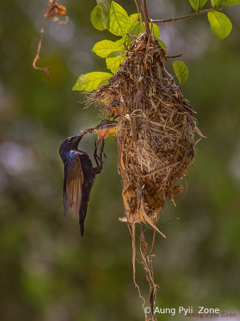 feeding food to his babies