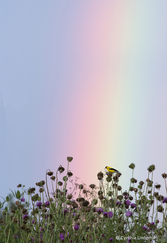 IMG_3741 Goldfinch at the end of the Rainbow - ID: 15934360 © Cynthia Underhill