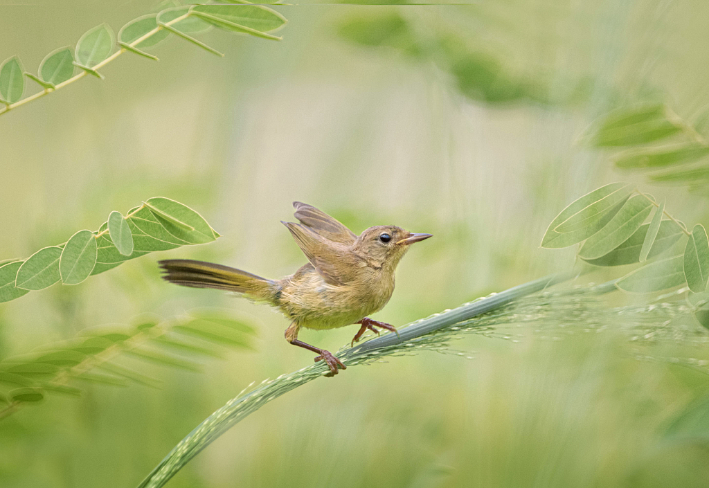 The Baby Common Yellowthroat