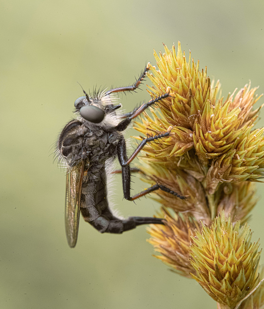 The Robberfly Laying Eggs