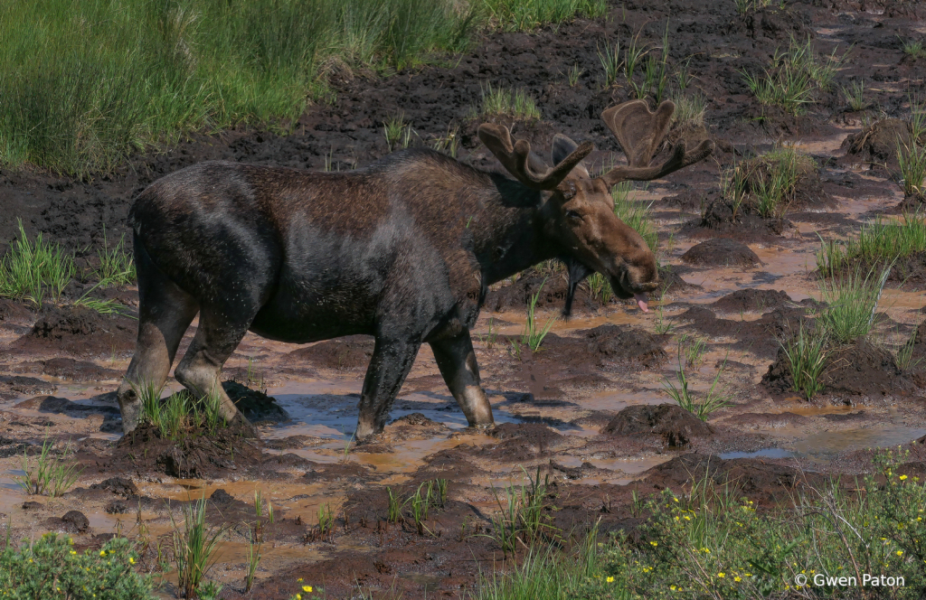 Muddy Moose