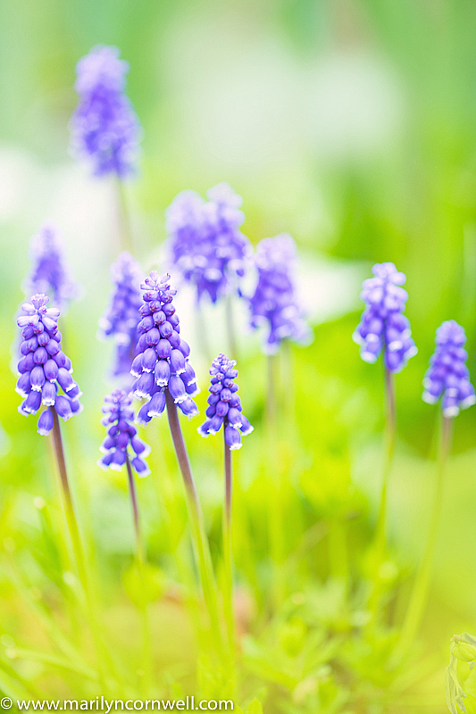 The Fairy Forest - ID: 15934557 © Marilyn Cornwell