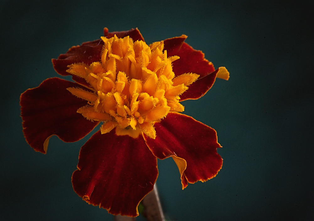 One Humble Little Marigold