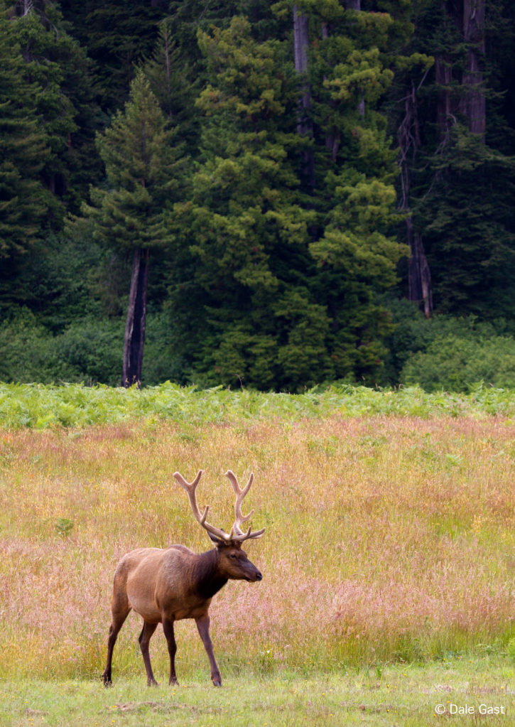 Roosevelt elk in Redwood National/State Park