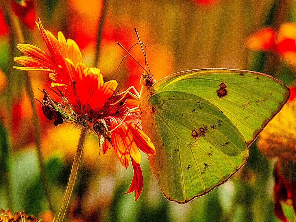 Summer Sunlight - ID: 15935691 © Janet Criswell