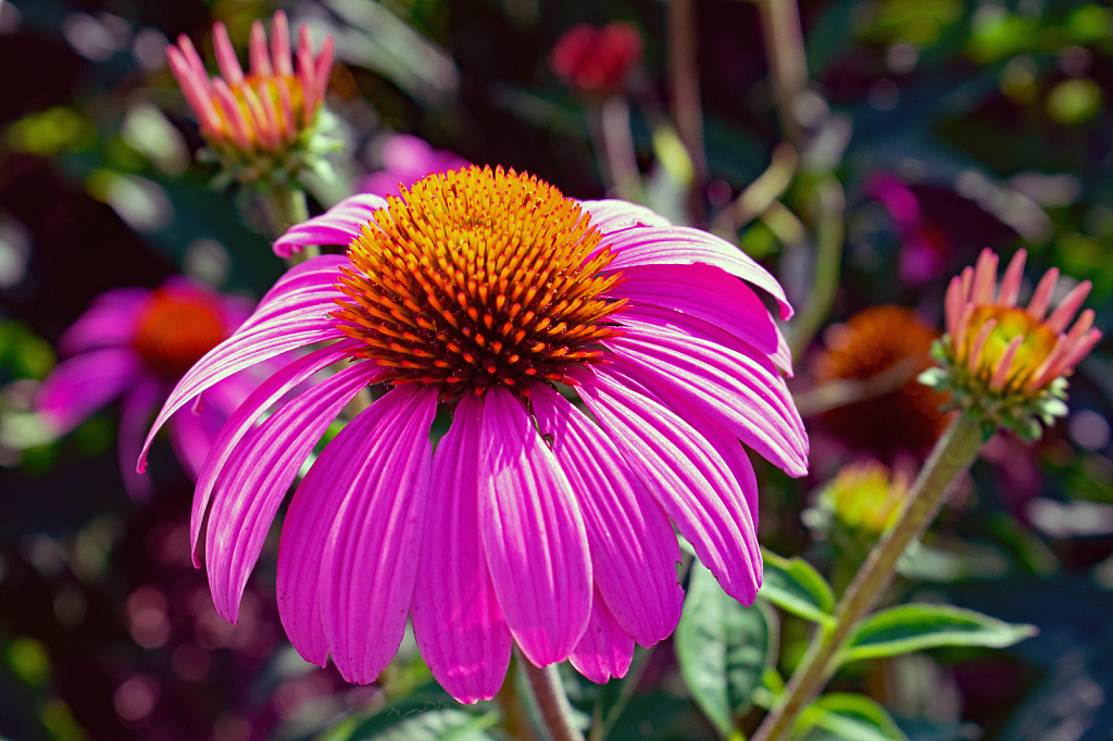 Cone Flower