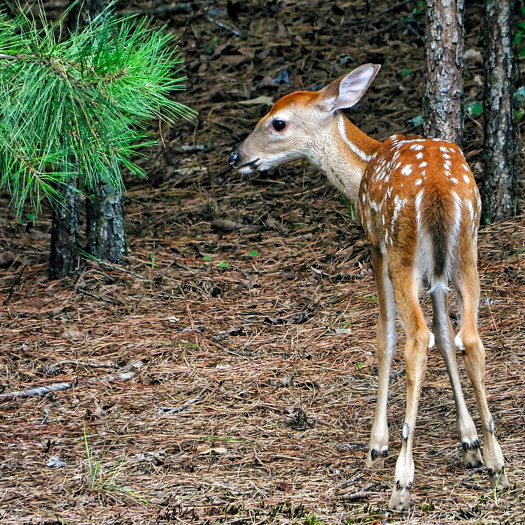 Bambi - ID: 15935765 © Janet Criswell