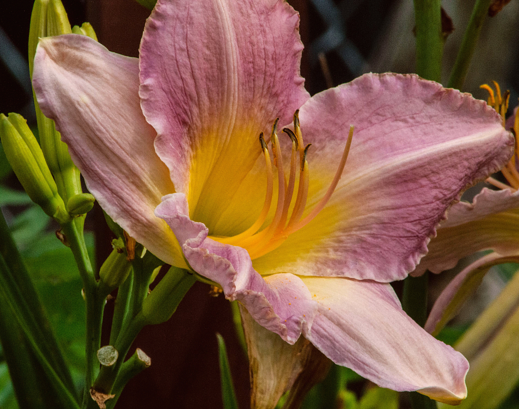 Day Lily 7