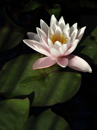 Pink water lily with the last ray of sunshine