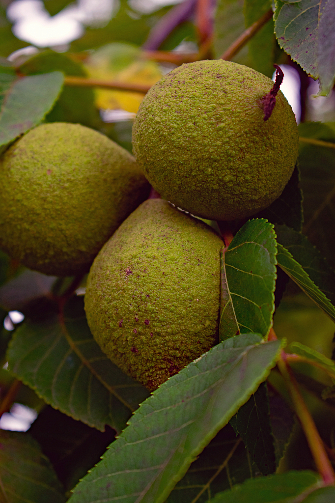 Low Hanging Walnuts